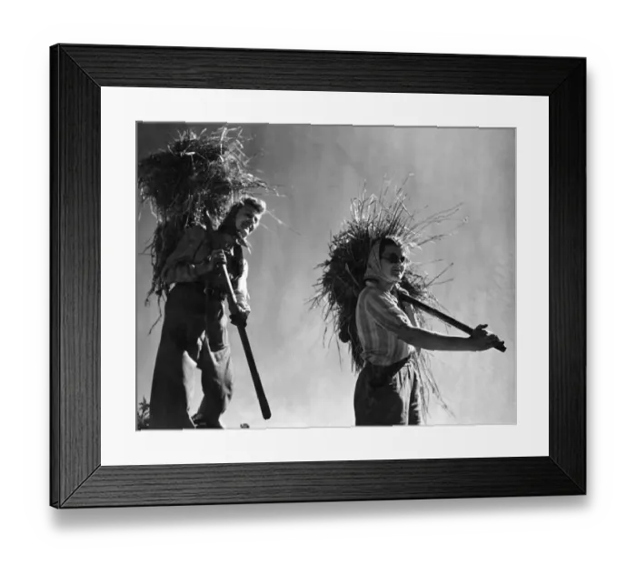 Framed Print : Womans Land Army on potato dump at Ringshall near Berkhamstead. Bedfordshire