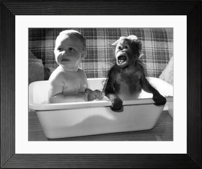 Framed Print : An Orang-utan having a bath with a baby. October 1984 Framed Print : An Orang-utan having a bath with a baby. October 1984