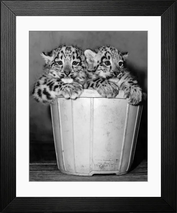 Framed Print : The Arctic weather is no joke - even these twin snow leopards are having to cuddle up to Framed Print : The Arctic weather is no joke - even these twin snow leopards are having to cuddle up to