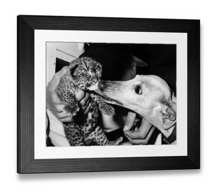 Framed Print : Here he is, the nameless wonder of the wild life park. He is a lucky little leopard cub Framed Print : Here he is, the nameless wonder of the wild life park. He is a lucky little leopard cub