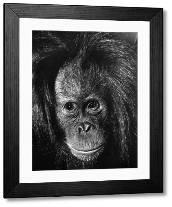 Framed Print : Close up of a long haired monkey December 1968 P004070 Framed Print : Close up of a long haired monkey December 1968 P004070