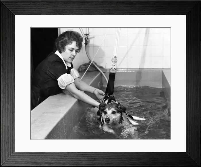Framed Print : The first-ever hydratherapy pool for dogs is now in operation at the RSPCA, Holloway