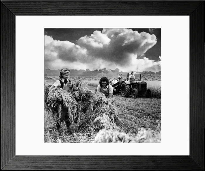 Framed Print : Womens land army harvesting oats. August 1941 P003941 Framed Print : Womens land army harvesting oats. August 1941 P003941
