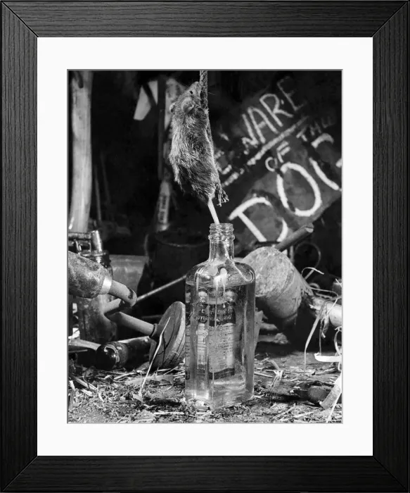 Framed Print : Being extra cautious not to knock over the valuable bottle of oil which no doubt will Framed Print : Being extra cautious not to knock over the valuable bottle of oil which no doubt will