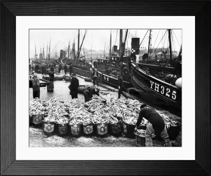 Framed Print : The herring fleet lands its catch at Yarmouth. October 1936 P004153 Framed Print : The herring fleet lands its catch at Yarmouth. October 1936 P004153
