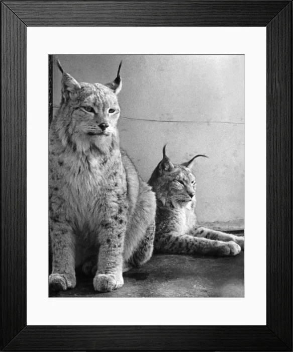 Framed Print : A pair of Northern Lynx in offending mood. April 1939 P004175 Framed Print : A pair of Northern Lynx in offending mood. April 1939 P004175