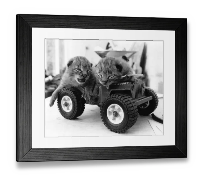 Framed Print : These two little lynxes are only five days old but soon those gentle meows will turn into