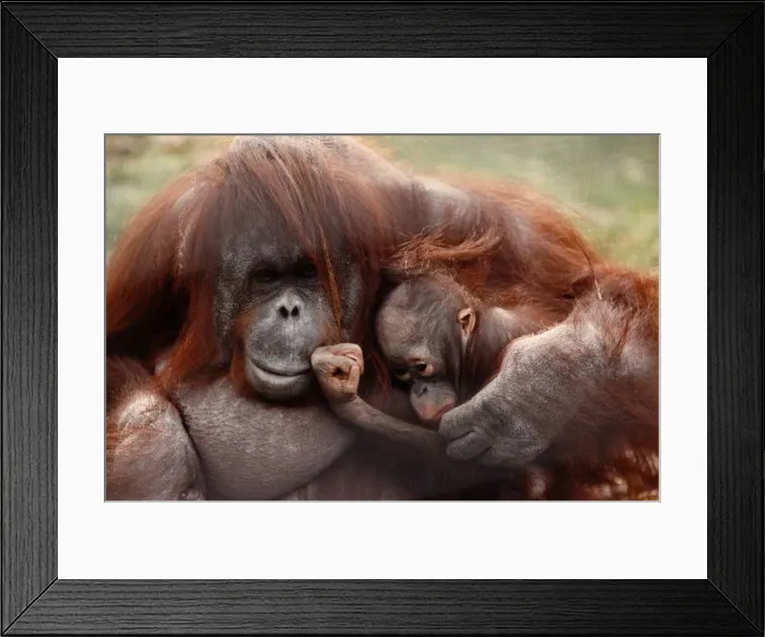 Framed Print : A mother orang-utan cuddling her young April 1991 P004101 Framed Print : A mother orang-utan cuddling her young April 1991 P004101