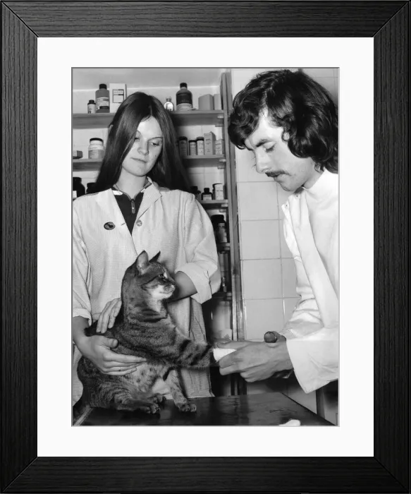 Framed Print : Student veterinary nurse Caroline Smith, 16, who is under training with veterinary Framed Print : Student veterinary nurse Caroline Smith, 16, who is under training with veterinary