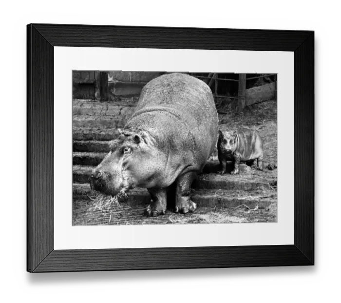 Framed Print : One Baby Hippo... As Happy as a Hippie in water: It really is most extraordinary how Framed Print : One Baby Hippo... As Happy as a Hippie in water: It really is most extraordinary how