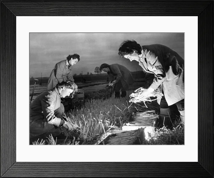 Framed Print : Land army girls harvesting seakale North London. Early morning work Framed Print : Land army girls harvesting seakale North London. Early morning work
