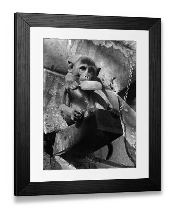 Framed Print : A chimp cools down with an ice lolly. August 1951. P004165