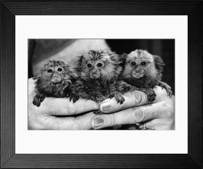 Framed Print : Gremlins! They re cute, they re furry, they re cuddly but they Framed Print : Gremlins! They re cute, they re furry, they re cuddly but they