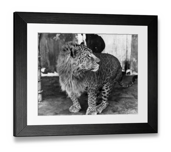 Framed Print : The Lion Who Just Cant Change His Spots: Johnny is a mixed up cat Framed Print : The Lion Who Just Cant Change His Spots: Johnny is a mixed up cat