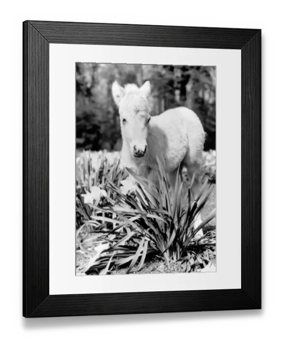 Framed Print : A miniature horse standing among the flowers. November 1986 P004064 Framed Print : A miniature horse standing among the flowers. November 1986 P004064