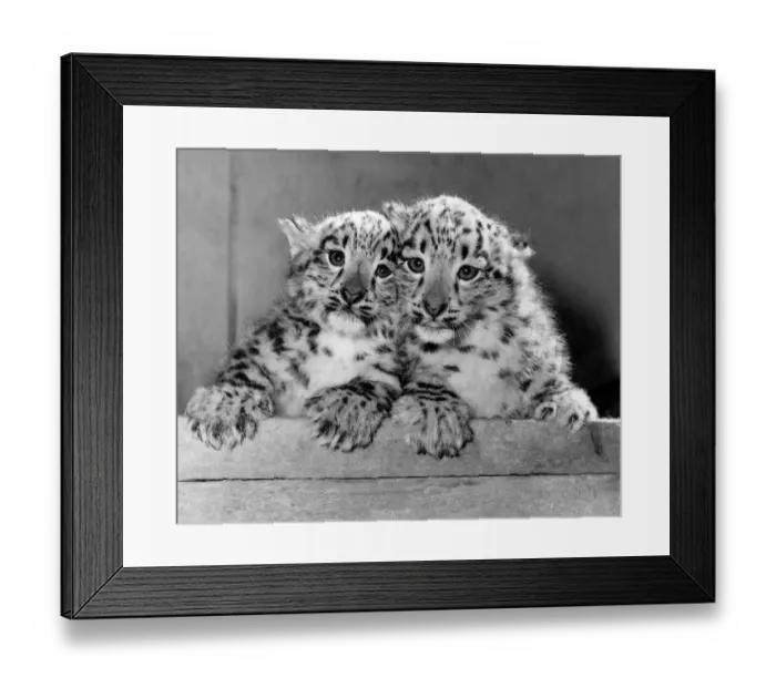 Framed Print : The Arctic weather is no joke - even these twin snow leopards are having to cuddle up to
