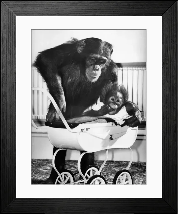 Framed Print : When you re a baby in a pram, you re bound to get cooed over by strangers Framed Print : When you re a baby in a pram, you re bound to get cooed over by strangers