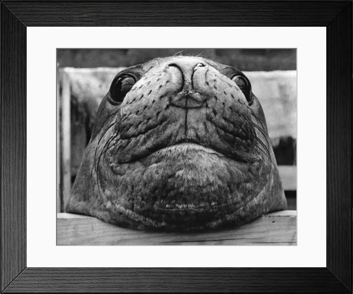 Framed Print : 6 mighty elephants seals each weighing 4 tons and one hundred penguins arrived in London Framed Print : 6 mighty elephants seals each weighing 4 tons and one hundred penguins arrived in London
