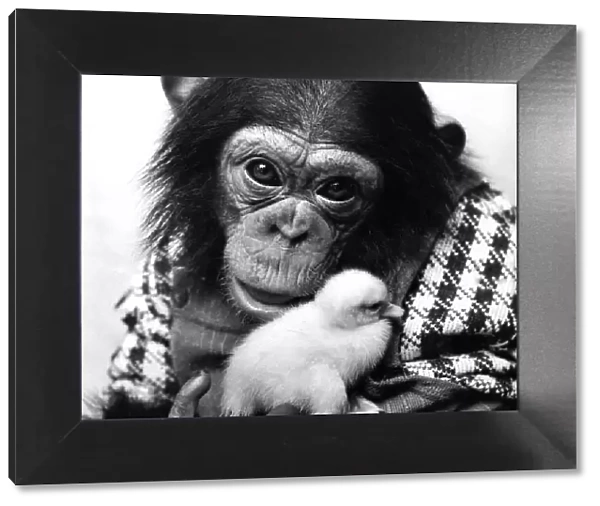 A Chimp holding a fluffy baby chick. Circa 1980 P004072