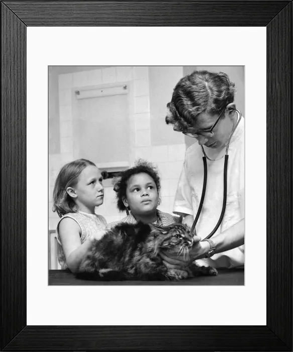Framed Print : Children take their pets to the Harmsworth pet hospital run by the RSPCA watch Veterinary Framed Print : Children take their pets to the Harmsworth pet hospital run by the RSPCA watch Veterinary