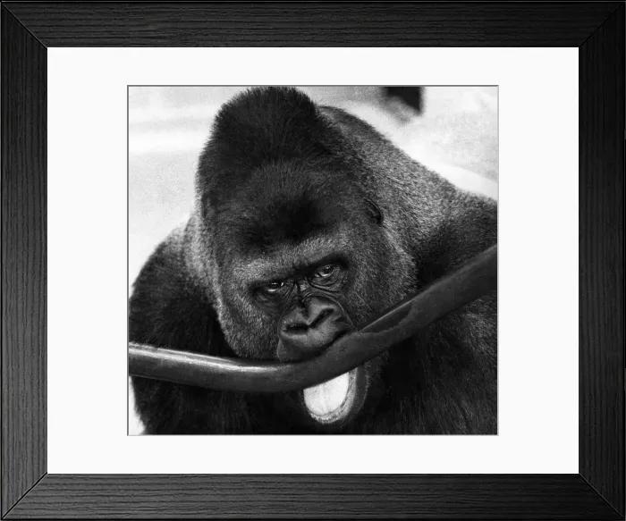 Framed Print : Guy the gorilla goes through one of his shows of strength acts Framed Print : Guy the gorilla goes through one of his shows of strength acts