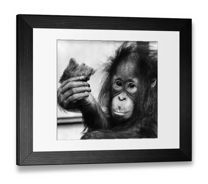 Framed Print : Suka, the 13 month old orang utan baby, not bothered very much about banana shortge Framed Print : Suka, the 13 month old orang utan baby, not bothered very much about banana shortge