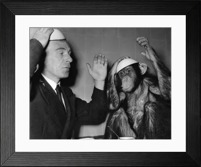 Framed Print : Fifi, the zoo chimp playing with a plate on his head September 1953 P004109 Framed Print : Fifi, the zoo chimp playing with a plate on his head September 1953 P004109