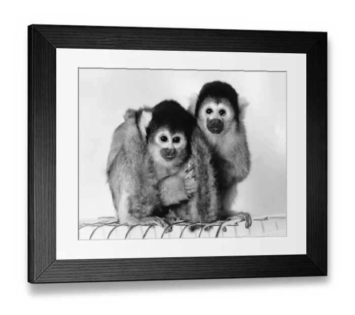 Framed Print : Chico, a South American squrrel monkey, was heartbroken when thieves took his mate Beano Framed Print : Chico, a South American squrrel monkey, was heartbroken when thieves took his mate Beano