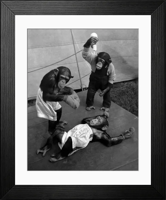 Framed Print : Chimpanzees during a boxing matched watched by the referee