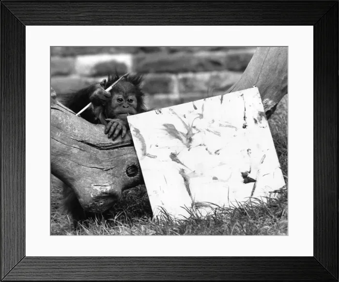 Framed Print : Sydney, a 2 year old orang-utan shows off a picture he painted