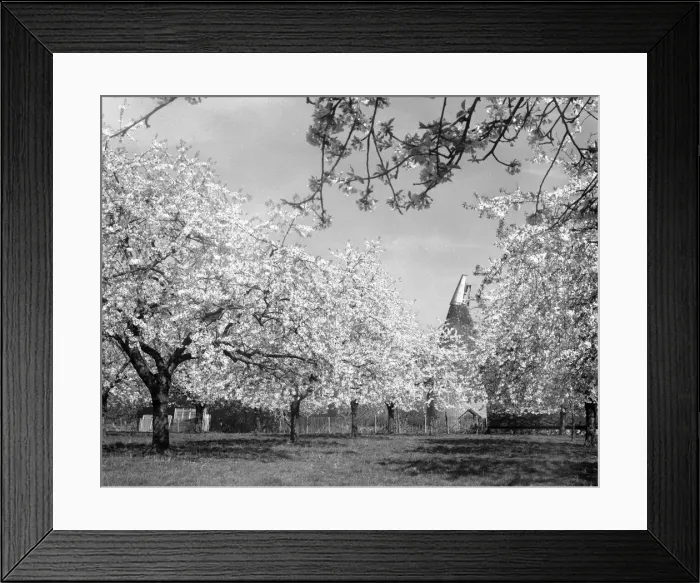 Framed Print : English Orchard and Oast House, Kent in bloom. july 11 1932 Oast Houses