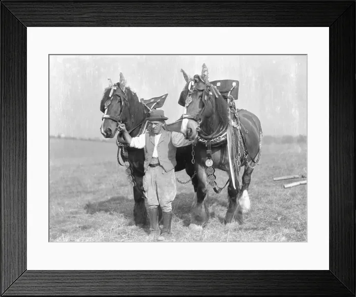 Framed Print : Ploughman with his team of heavy work horses. Circa 1930 2477 Framed Print : Ploughman with his team of heavy work horses. Circa 1930 2477
