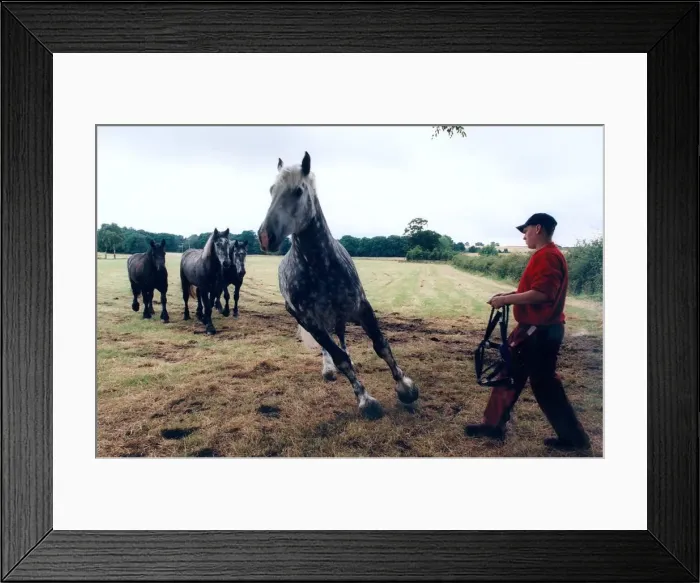 Framed Print : Vaux stable boy John Doran, releases one of the day horses into the field for its annual Framed Print : Vaux stable boy John Doran, releases one of the day horses into the field for its annual