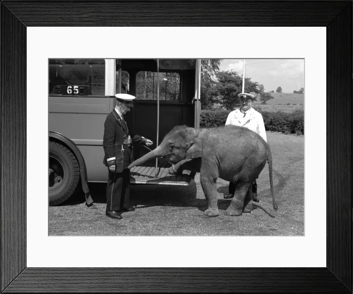 Framed Print : Jumbo the baby elephant seen here taking the bus at Chessington Zoo. August 1938 Framed Print : Jumbo the baby elephant seen here taking the bus at Chessington Zoo. August 1938