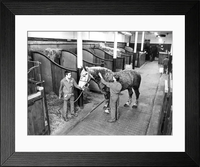 Framed Print : Grooming the horses in the Vaux Brewery stables in 1986 Framed Print : Grooming the horses in the Vaux Brewery stables in 1986