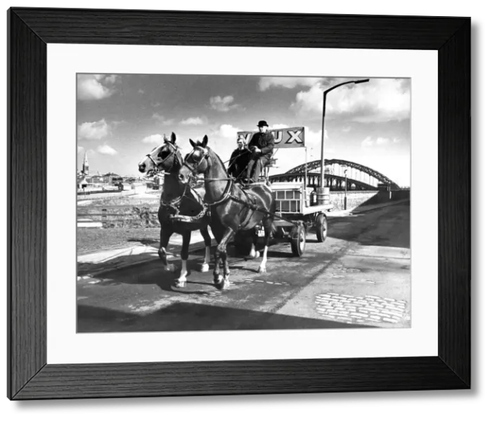 Framed Print : Thomas Greenlay with the Vaux Breweries Gelderlanders in 1986 Framed Print : Thomas Greenlay with the Vaux Breweries Gelderlanders in 1986