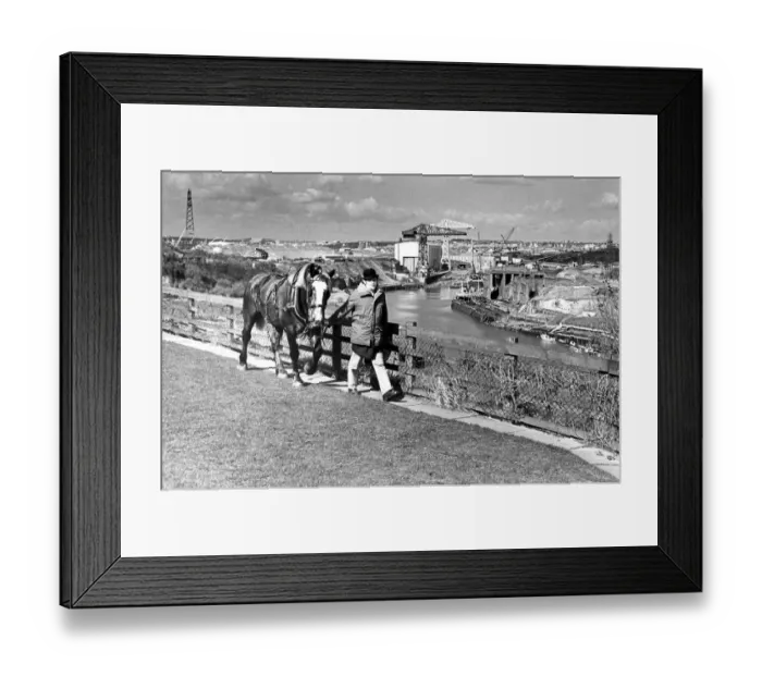 Framed Print : Bob Stobbart leads a Vaux Percheron out of the Breweries stables in 1986 Framed Print : Bob Stobbart leads a Vaux Percheron out of the Breweries stables in 1986