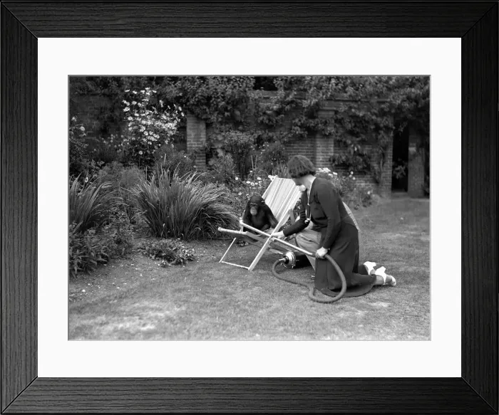 Framed Print : Pattie the chimpanzee, appreciates a little assistance on the never ending problem of
