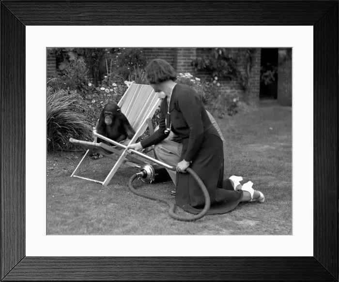 Framed Print : Pattie the chimpanzee, appreciates a little assistance on the never ending problem of Framed Print : Pattie the chimpanzee, appreciates a little assistance on the never ending problem of