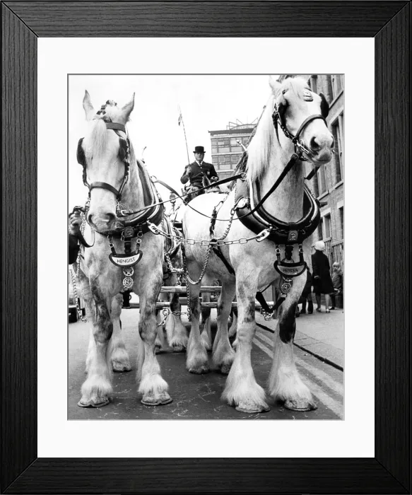 Framed Print : Driver John Lawless is dwarfed by the leading shirehorses Hengist and Horsa Framed Print : Driver John Lawless is dwarfed by the leading shirehorses Hengist and Horsa