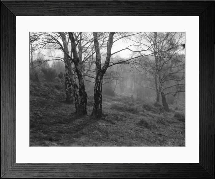 Framed Print : Wimbledon Common tree studies. March 1933 Framed Print : Wimbledon Common tree studies. March 1933
