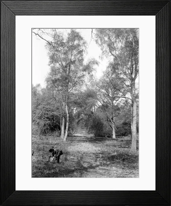 Framed Print : Child playing under a tree in Chipstead Woods November 1918 Framed Print : Child playing under a tree in Chipstead Woods November 1918