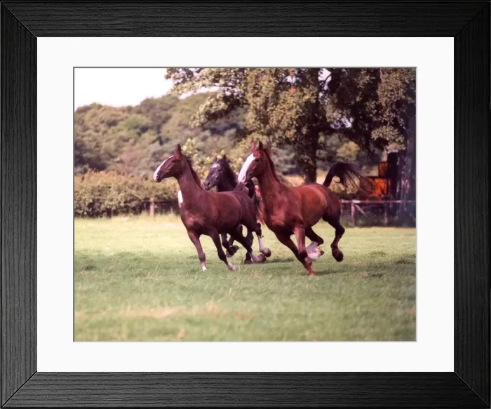 Framed Print : Some of the Vaux Brewery horses enjoying their annual summer holiday in 1997 Framed Print : Some of the Vaux Brewery horses enjoying their annual summer holiday in 1997