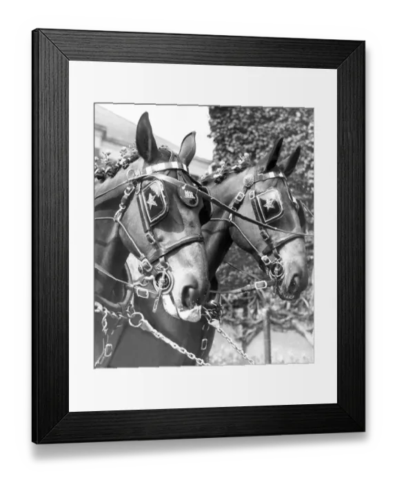 Framed Print : Sherry and Gin, two of Newcastle Breweries dray horses in their May Day finery in 1960