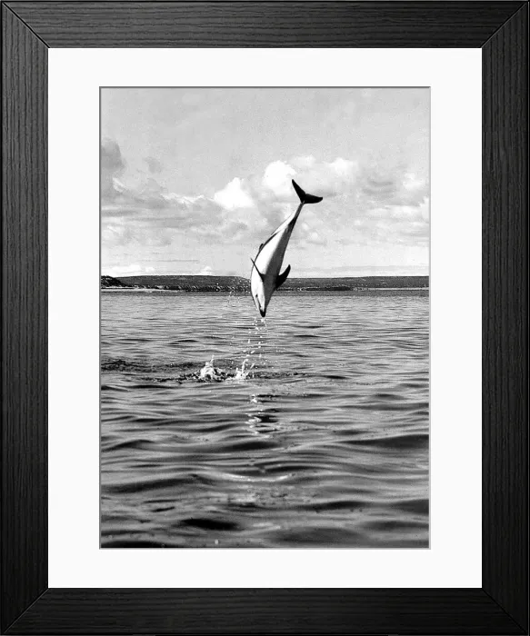 Framed Print : A dolphin at play Framed Print : A dolphin at play