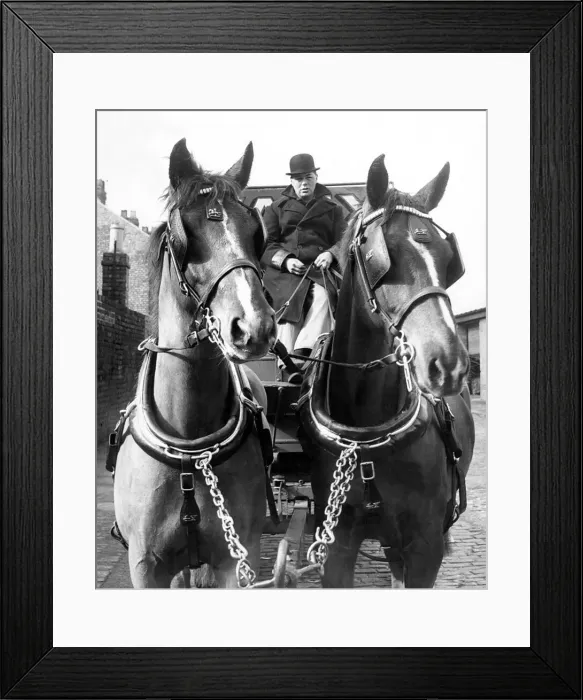 Framed Print : Two fine dray horses driven by Mr. James Peach in 1964 Framed Print : Two fine dray horses driven by Mr. James Peach in 1964