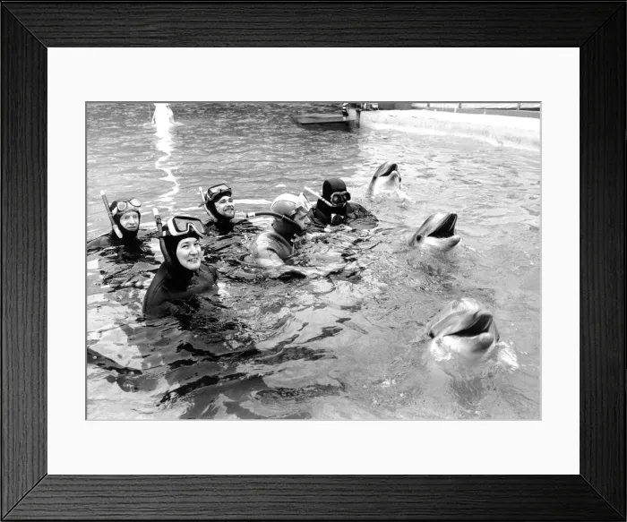 Framed Print : The Ashington divers in the pool with dolphins at Flamingoland