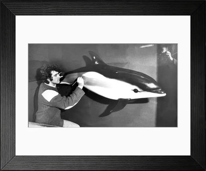 Framed Print : Taxidermist Paul rose has made a plaster cast of Beaky the dolphin for a display aimed Framed Print : Taxidermist Paul rose has made a plaster cast of Beaky the dolphin for a display aimed