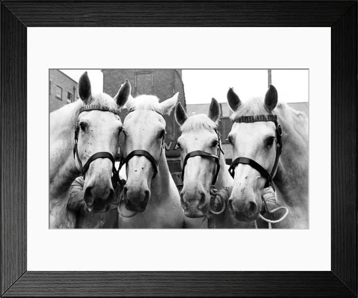 Framed Print : Four of the Vaux Brewery Horses, left to right, Boxer, Lola Framed Print : Four of the Vaux Brewery Horses, left to right, Boxer, Lola