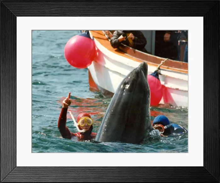 Framed Print : A dolphine playing with divers Framed Print : A dolphine playing with divers